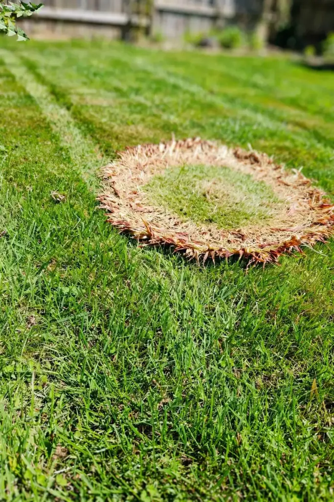 Circular tan patch of dead grass spreading across a green summer lawn.