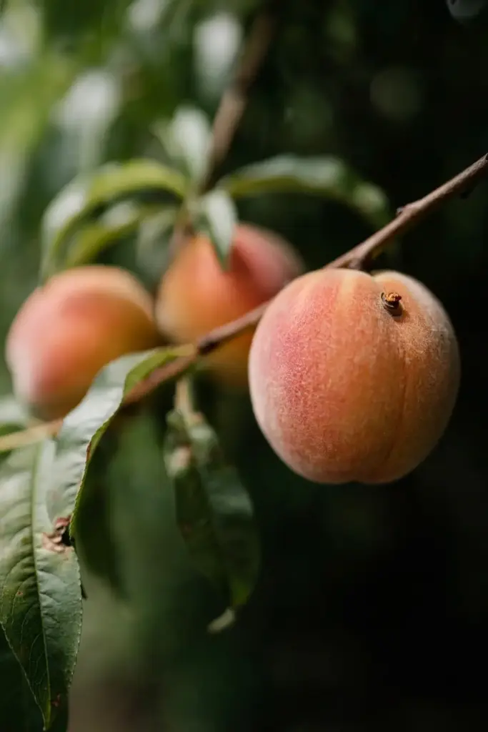 Single peach with one small firm brown spot, sound fruit blurred behind it.
