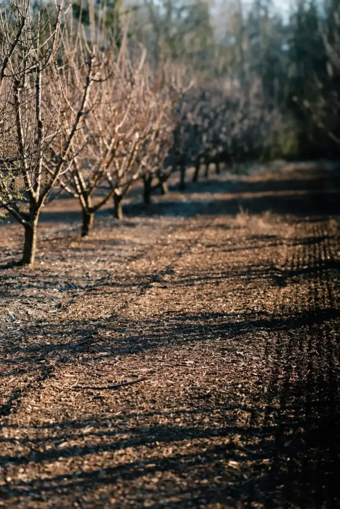 Bare stone fruit trees in late winter over clean picked-up ground.