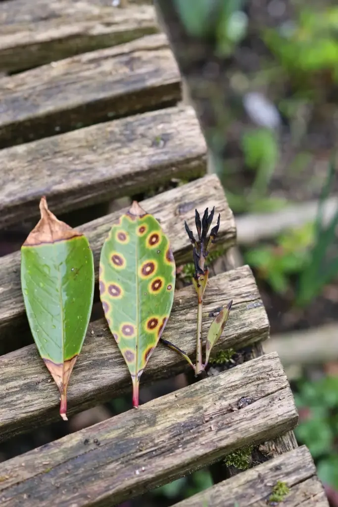 Lilly pilly leaves showing brown tips, spots, and blackened growth side by side