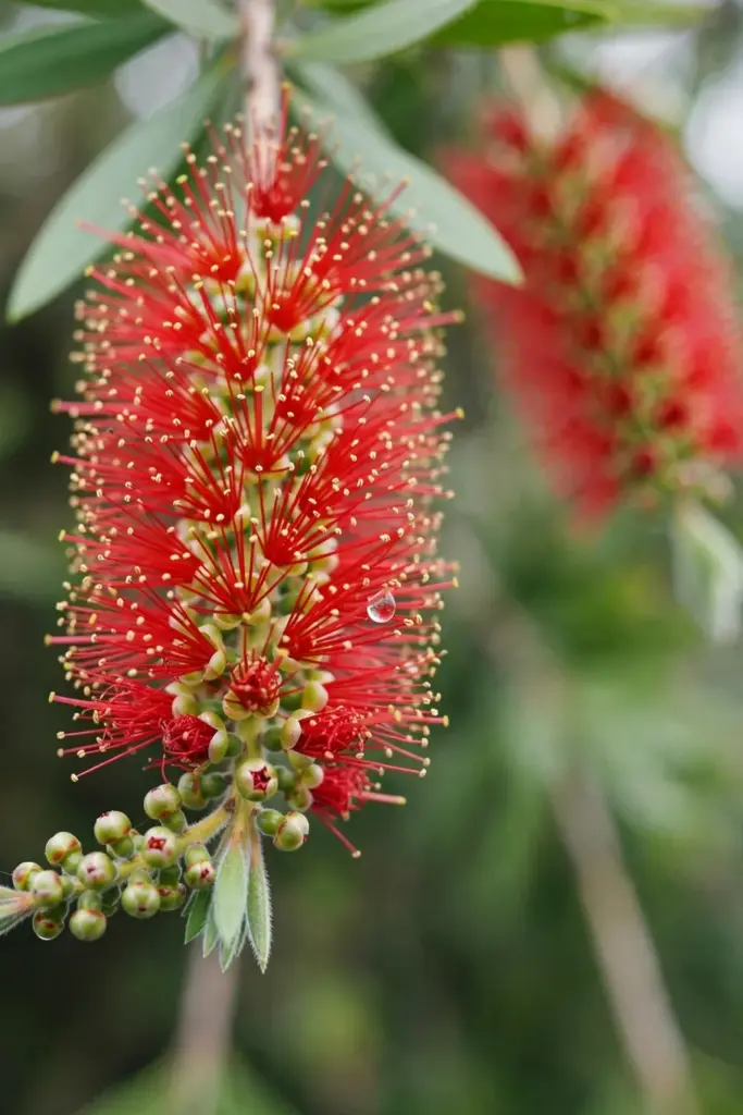 Dense brush flower spike with tiny flowers and long stamens