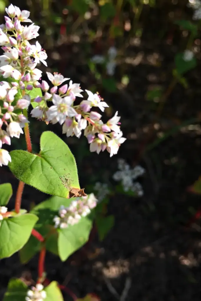White buckwheat flower clusters with heart-shaped leaf, macro