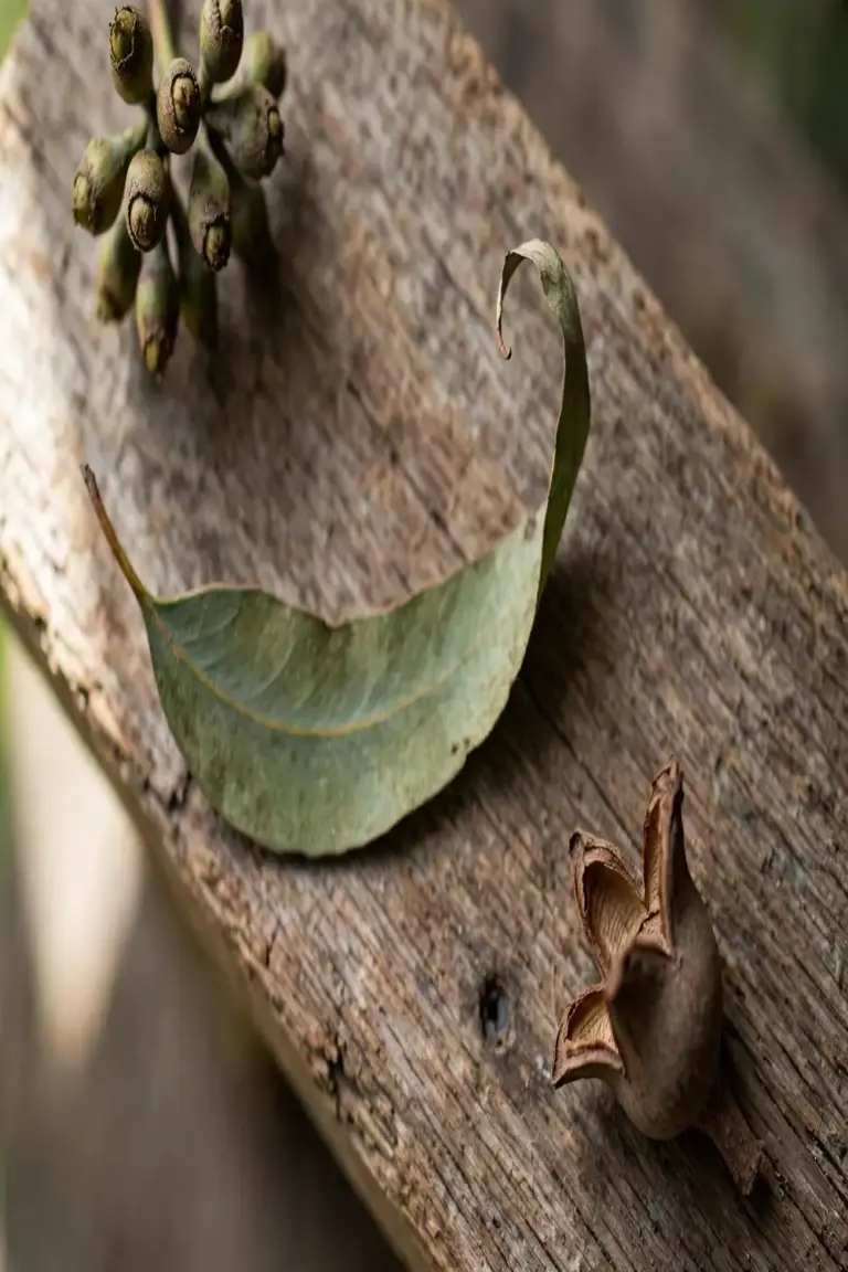 Bud, gumnut, and leaf specimens arranged on a timber board
