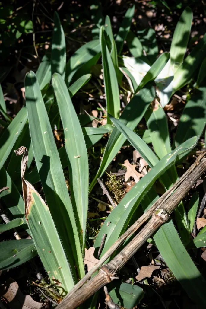 Broad soft Buffalo leaves in dappled shade under a tree canopy