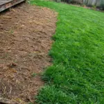 Buffalo lawn with an irregular brown patch beside dense green turf