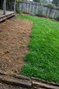 Buffalo lawn with an irregular brown patch beside dense green turf