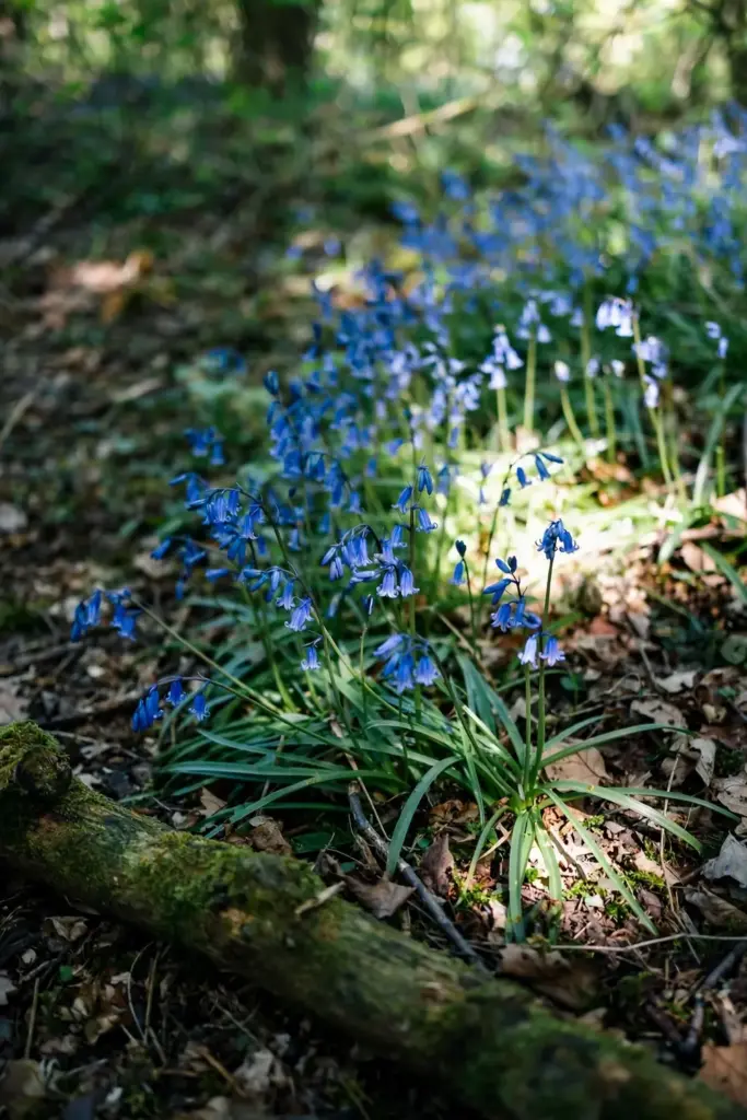 Bluebell drift washing blue through a woodland edge in April