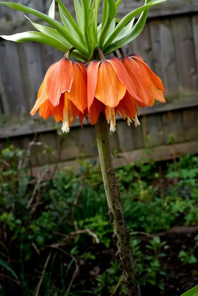 Crown imperial stem towering with a ring of orange bells