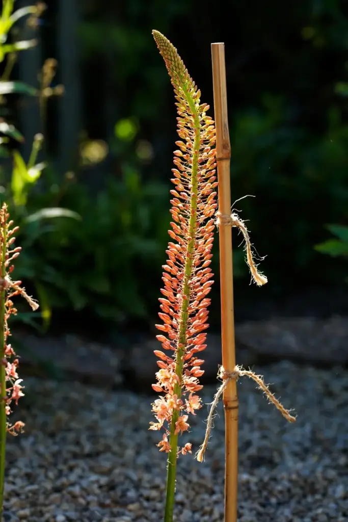 Foxtail lily peach spire towering over a gravel-mulched bed