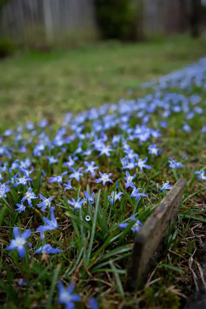 Glory-of-the-snow drift scattering blue stars across a spring lawn