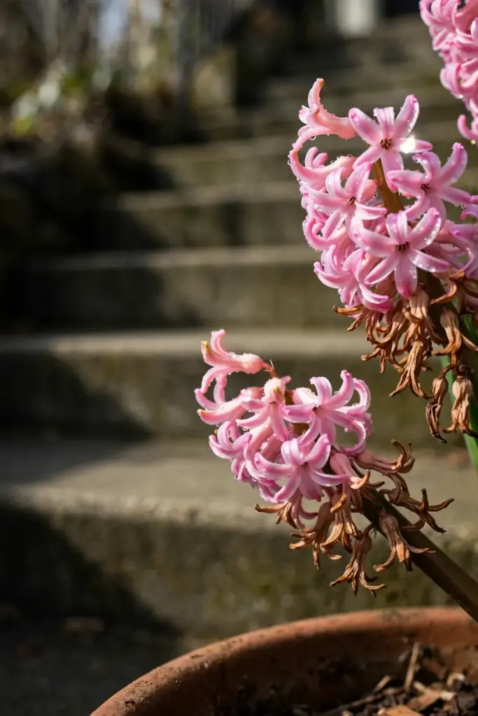 Hyacinth spikes packed dense and fragrant beside front steps