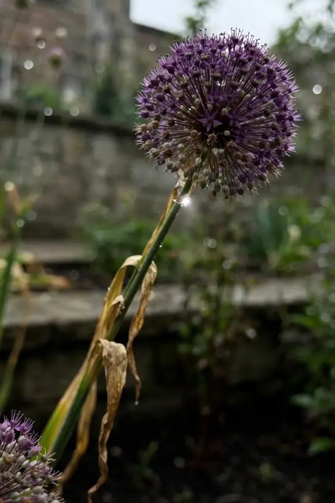 Ornamental allium purple globe floating above a late-May border