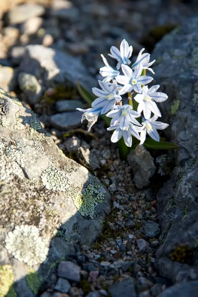 Puschkinia striped blue flowers tucked between rock-garden stones