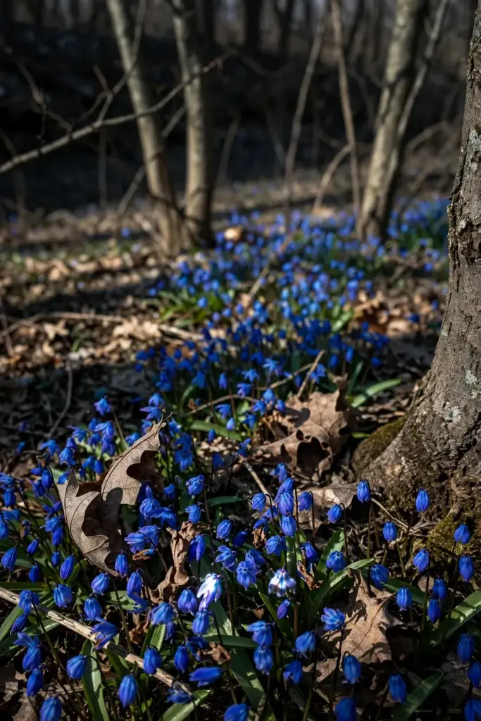 Siberian squill carpet glowing cobalt blue beneath bare maple trunks