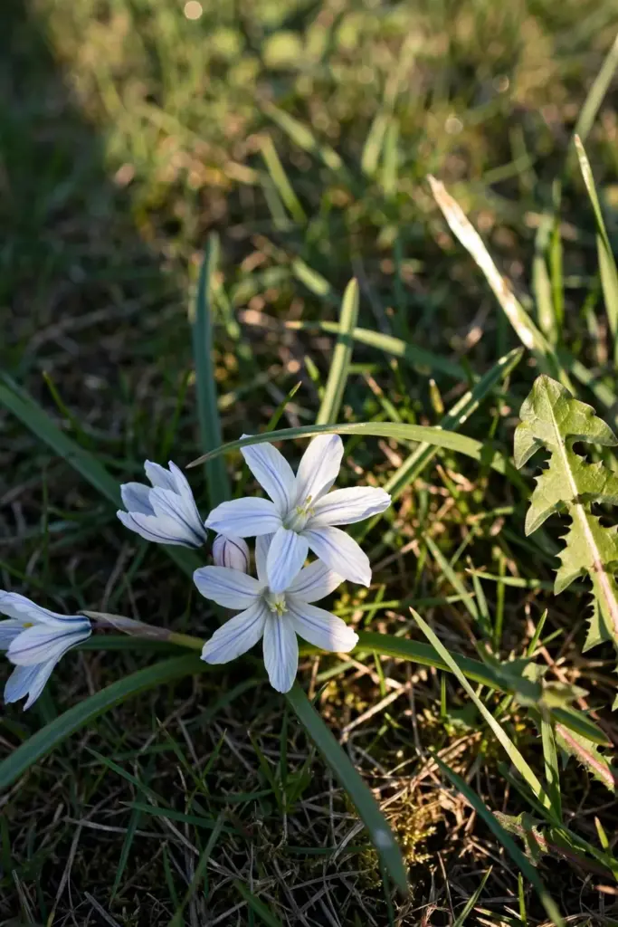 Spring starflower stars scattered pale blue through lawn grass