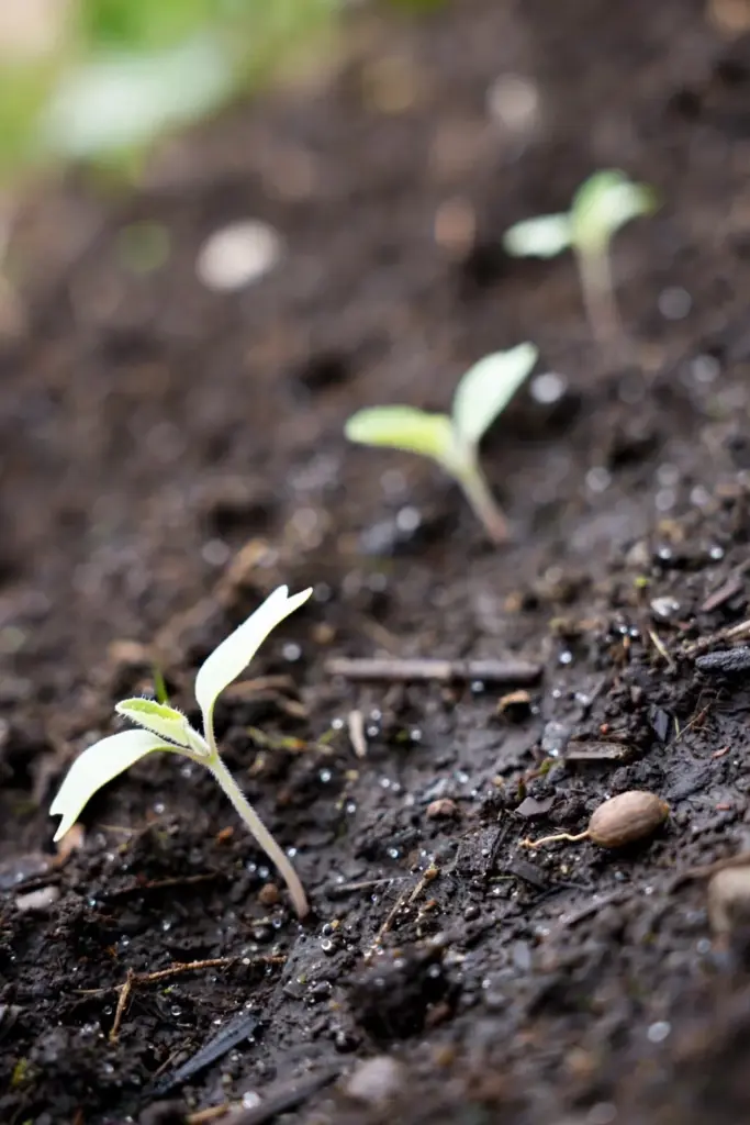 Sparse patchy row of burdock seedlings in dark soil