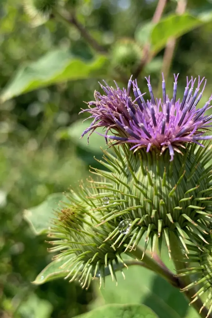 Purple burdock thistle flower head with spiny burr beneath