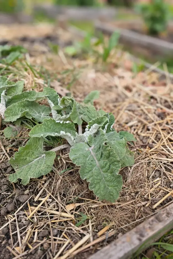 Young burdock rosette growing in a mulched garden bed