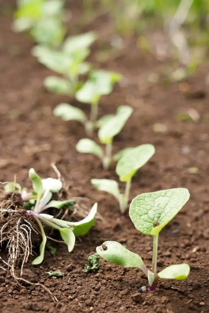 Thinned row of young burdock seedlings with wide even spacing