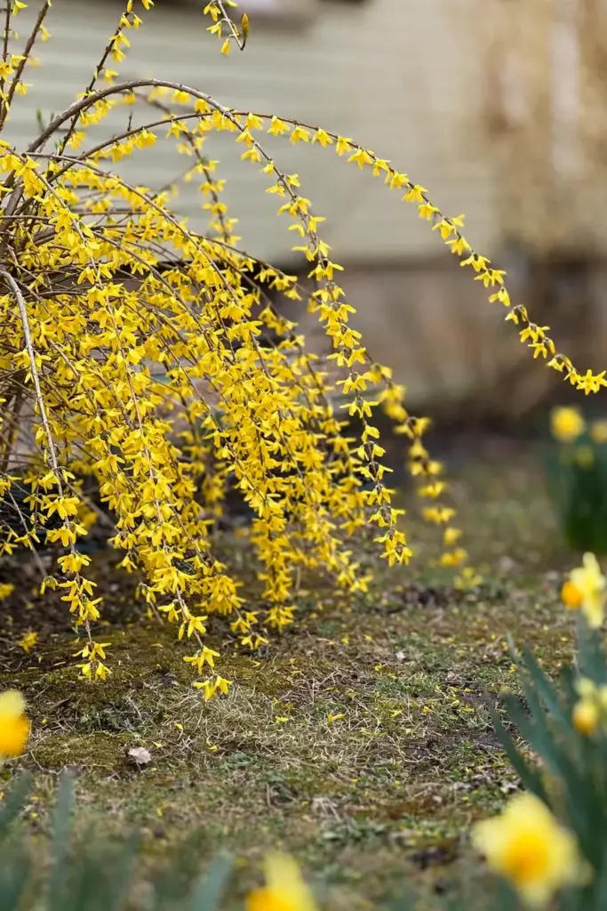 Forsythia shrub arching with yellow spring blooms on bare stems