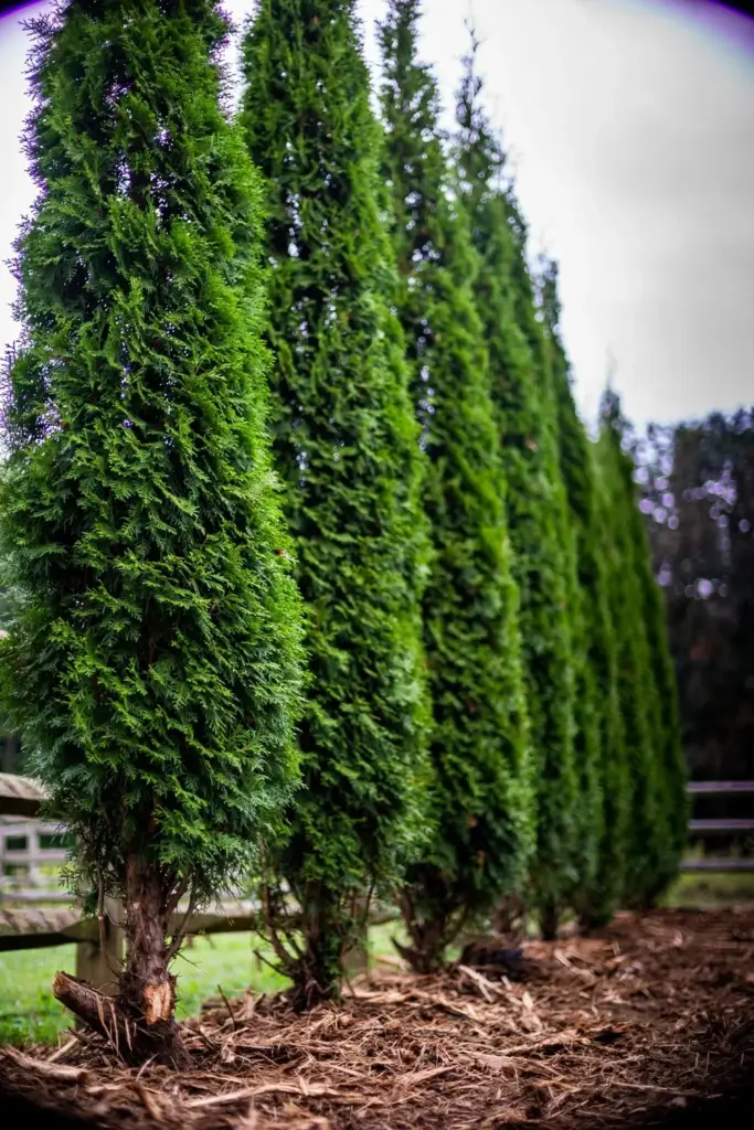 Tall Green Giant arborvitae privacy screen with dense green foliage and fresh mulch