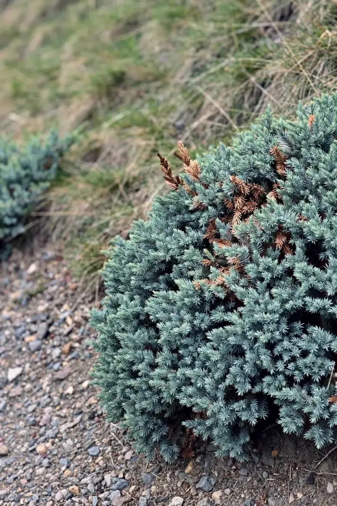 Blue Star juniper groundcover mound of steel-blue needles on a slope