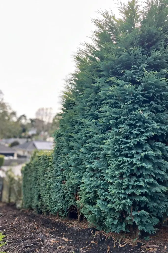 Young Leyland cypress row forming a tall feathery evergreen privacy wall