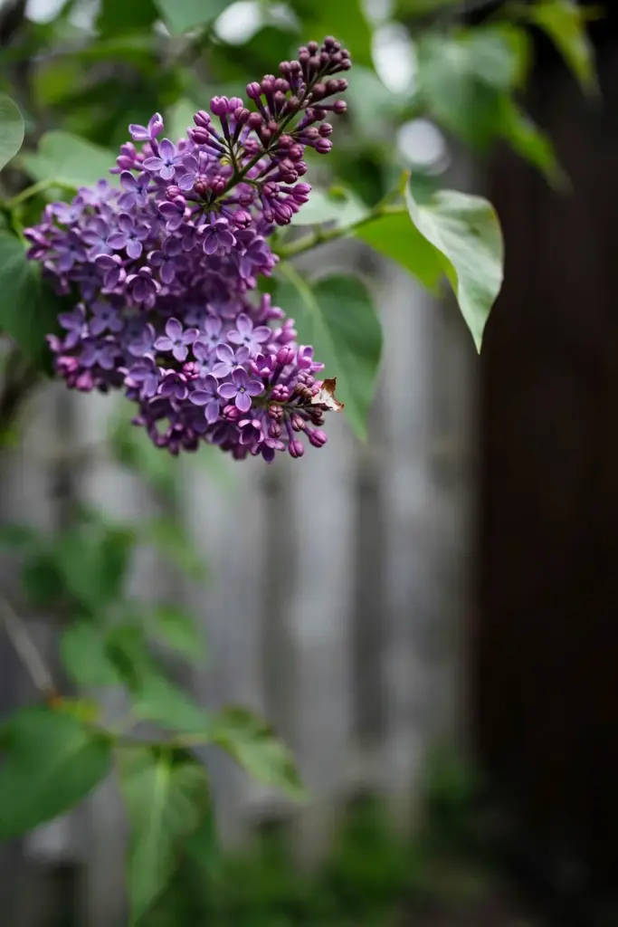 Dense purple lilac flower truss with tiny fragrant florets