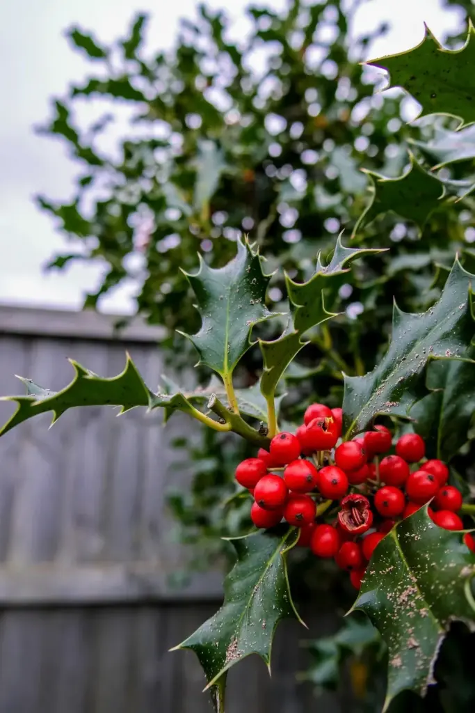 Nellie Stevens holly branch heavy with bright red winter berries
