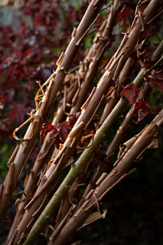 Ninebark stems with cinnamon bark peeling in papery curls