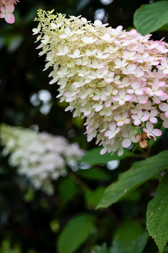 Cone-shaped panicle hydrangea flower head aging from white to pink