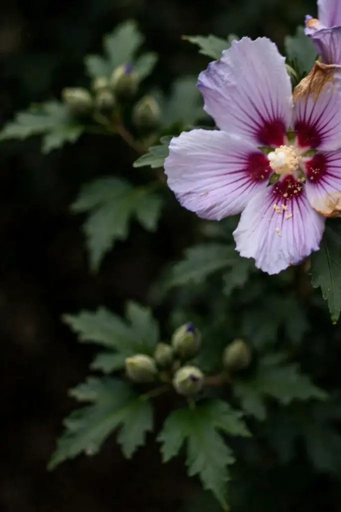 Rose of Sharon hibiscus bloom with crinkled lavender petals and red eye