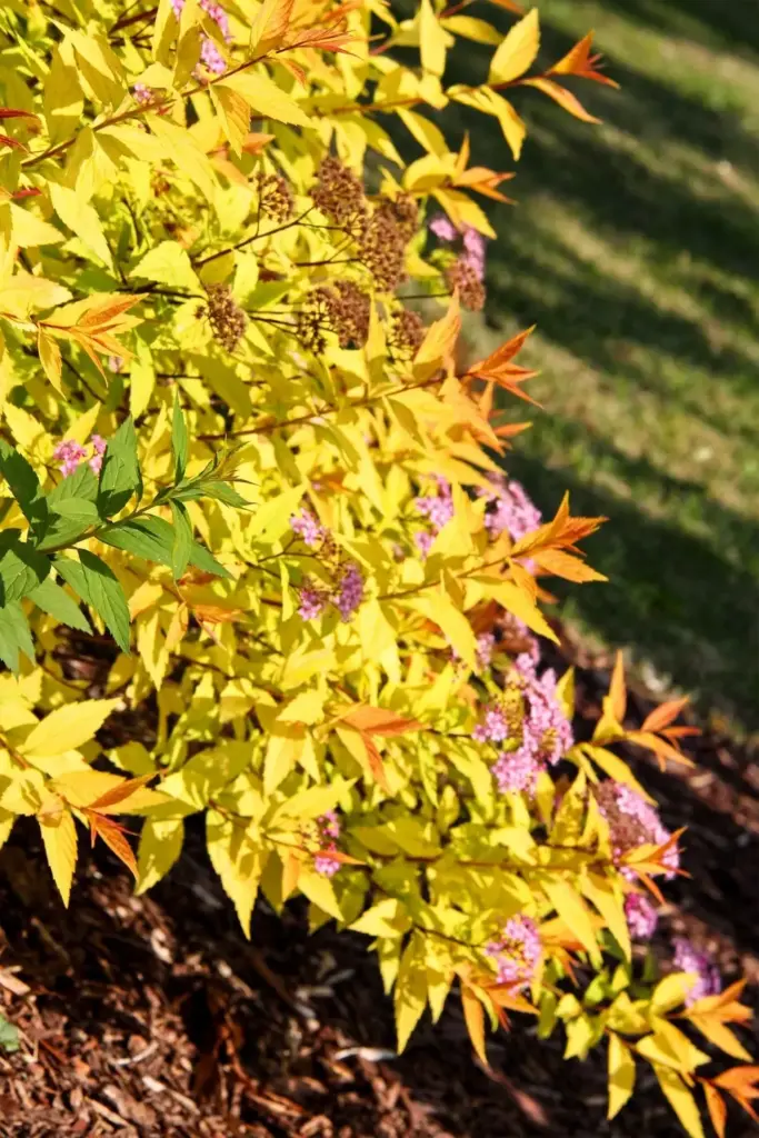 Goldflame spirea with golden foliage and pink flower clusters