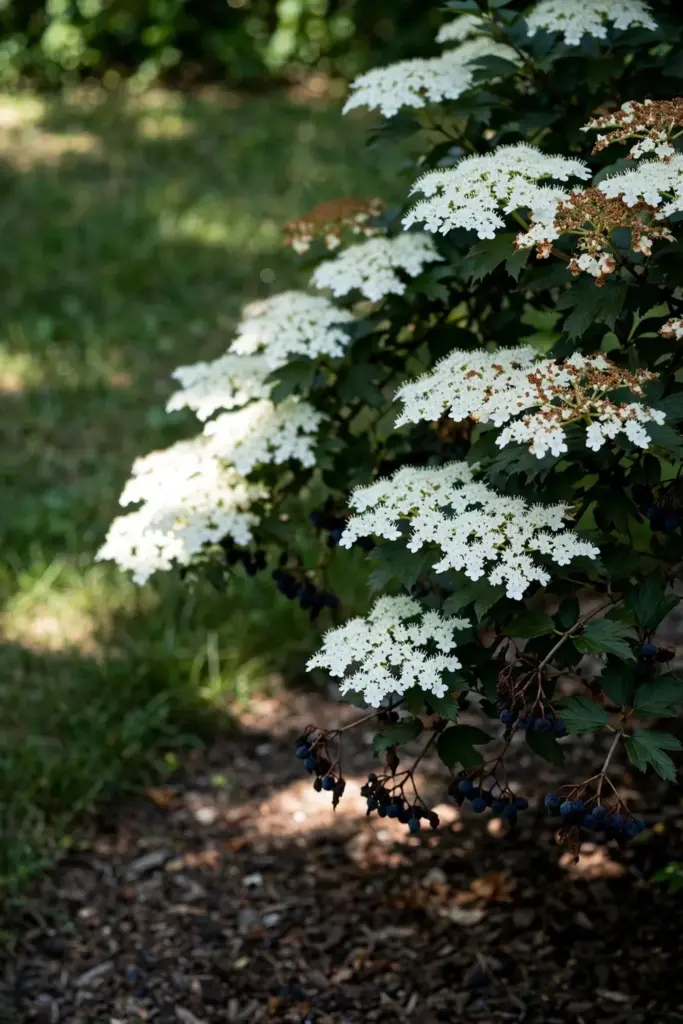 Doublefile viburnum with tiered white flowers and dark berries
