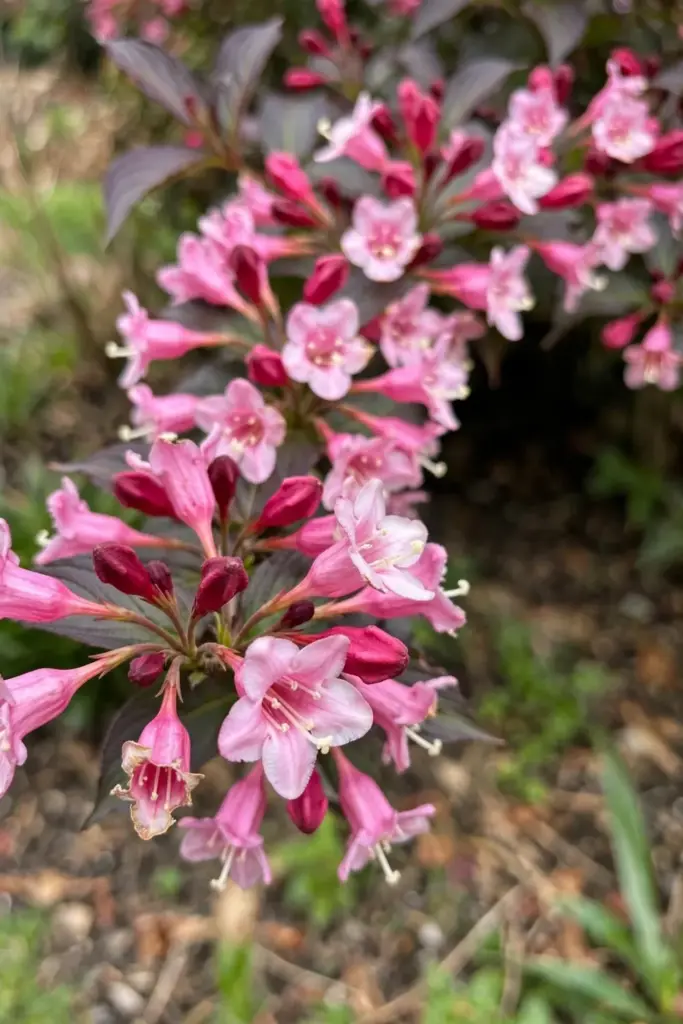 Weigela branch crowded with pink trumpet-shaped flowers