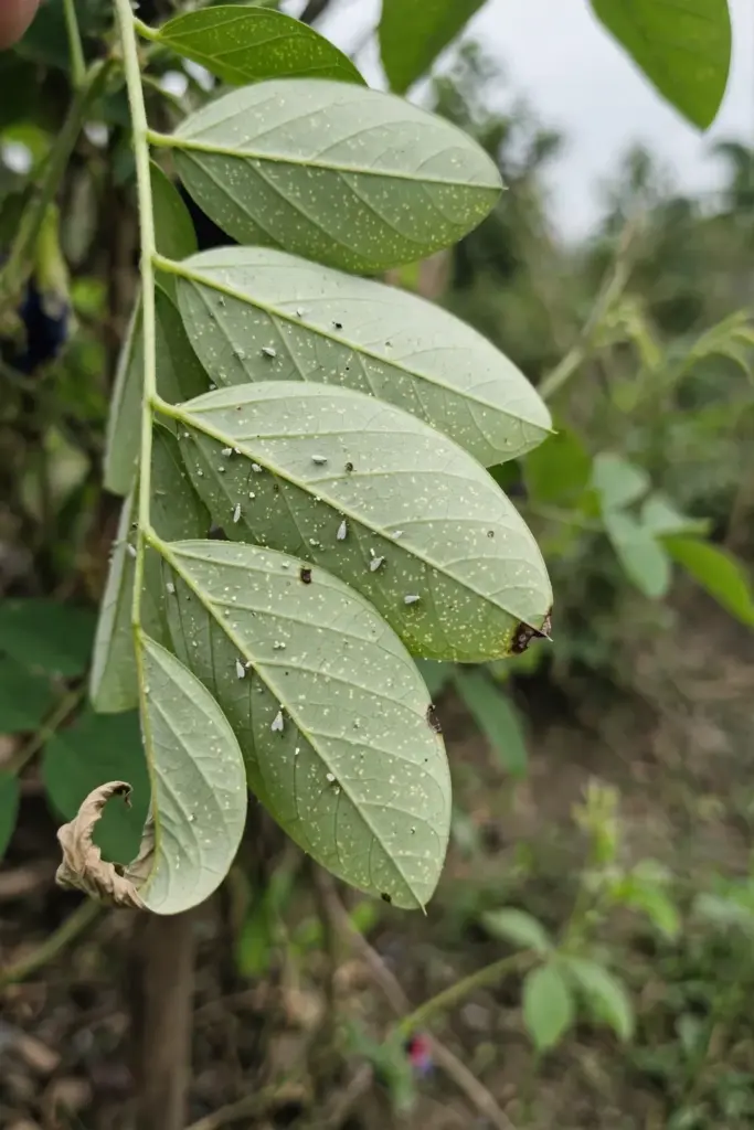 Butterfly pea leaf with pest stippling and tiny whiteflies on the underside