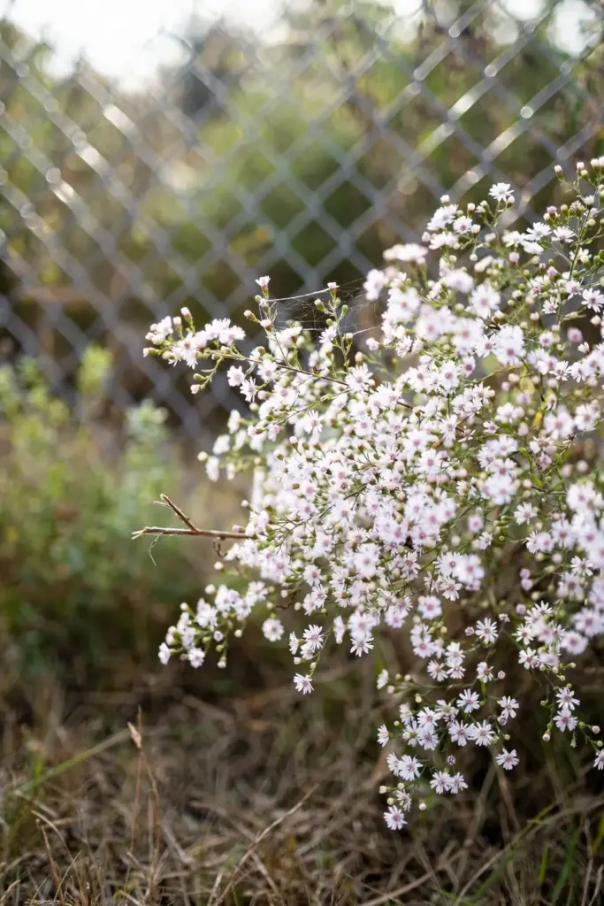 Calico aster cloud of tiny white flowers with pink centers