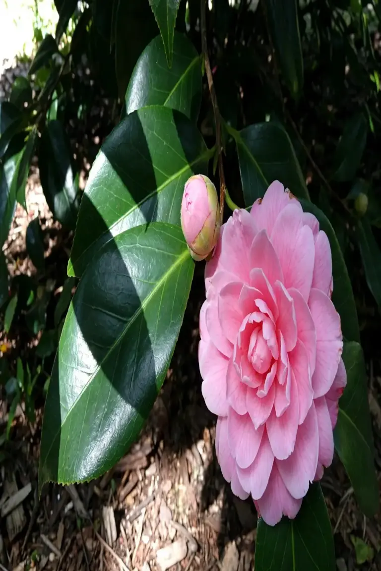 Large double pink japonica bloom in dappled shade with glossy leaves