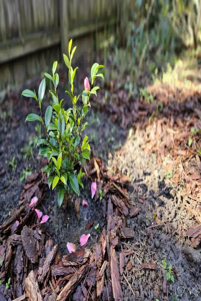 Newly planted camellia in a garden bed at its chosen sunny spot