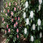 Sasanqua camellia in sun beside japonica camellia in shade, both in flower