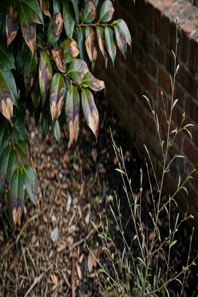 Scorched japonica leaves in sun beside thin sasanqua growth in deep shade