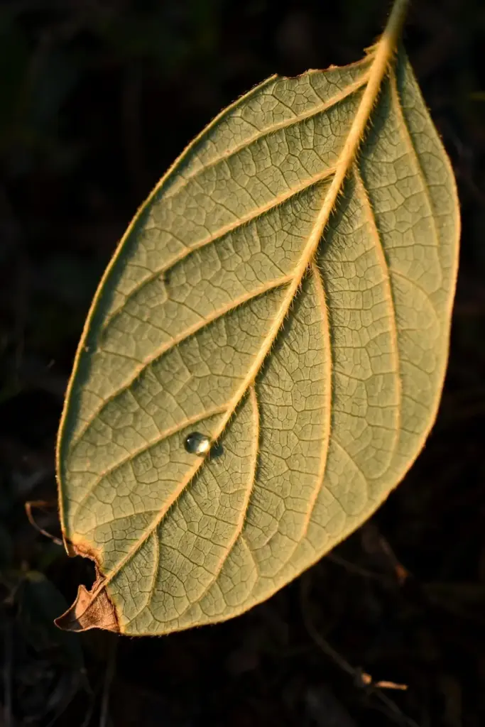 Backlit candlenut leaf showing veins and fine stellate hairs