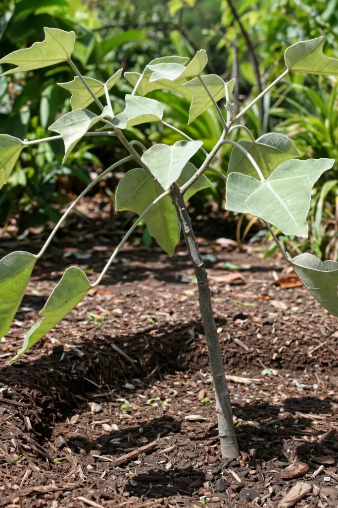 Young candlenut tree in full tropical sun with silvery new foliage