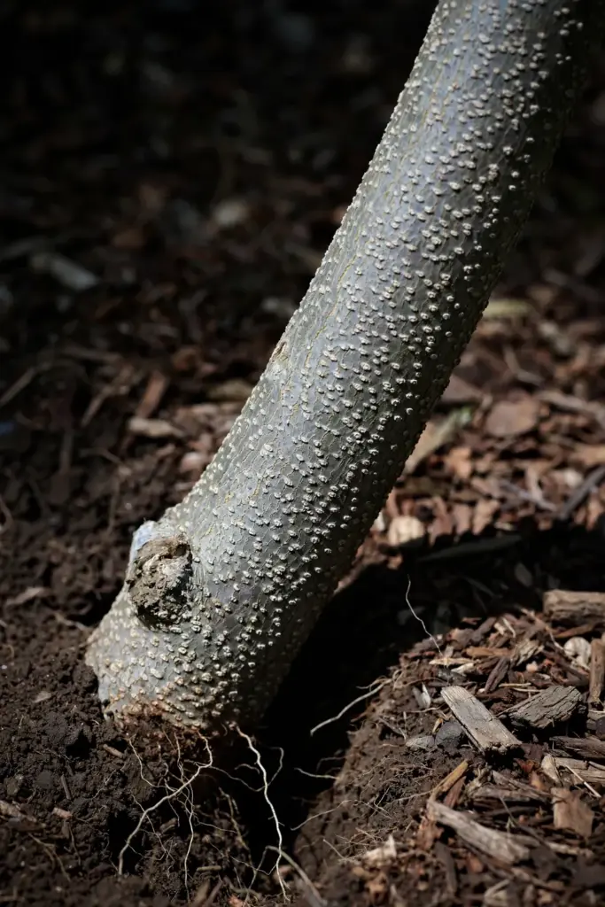 Base of a candlenut trunk with mulch pulled back from the bark