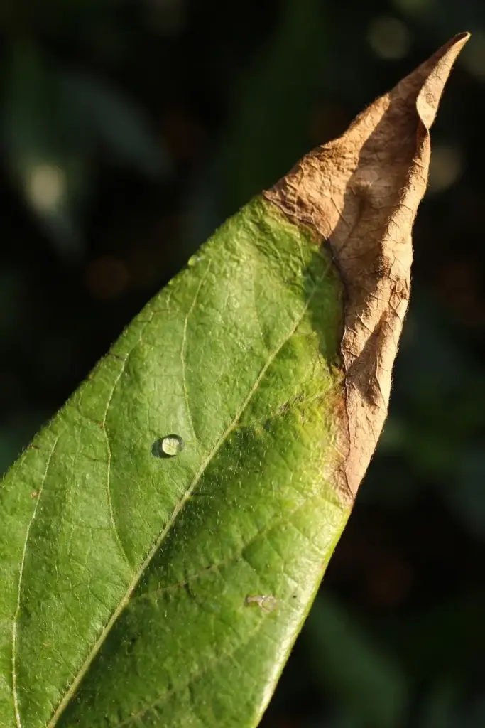 Macro of a cardamom leaf tip turning brown