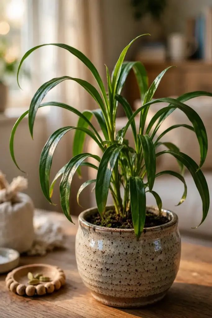 Healthy cardamom plant as an indoor houseplant