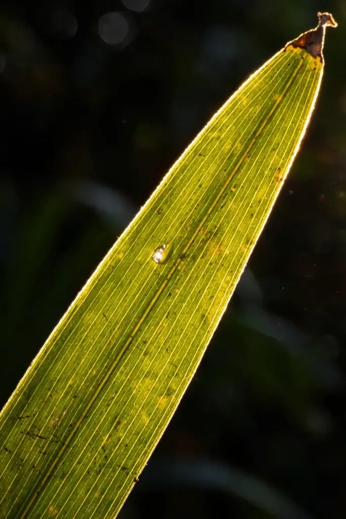 Backlit cardamom leaf showing etched veins in dappled light