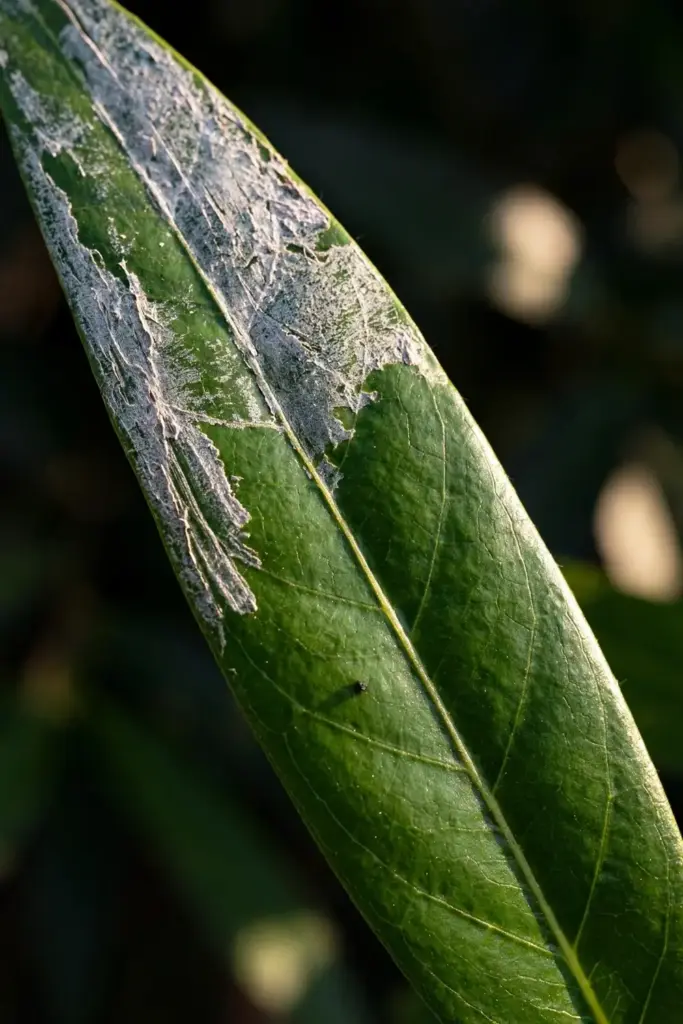 Close-up of cardamom leaf with silvery thrip damage marks