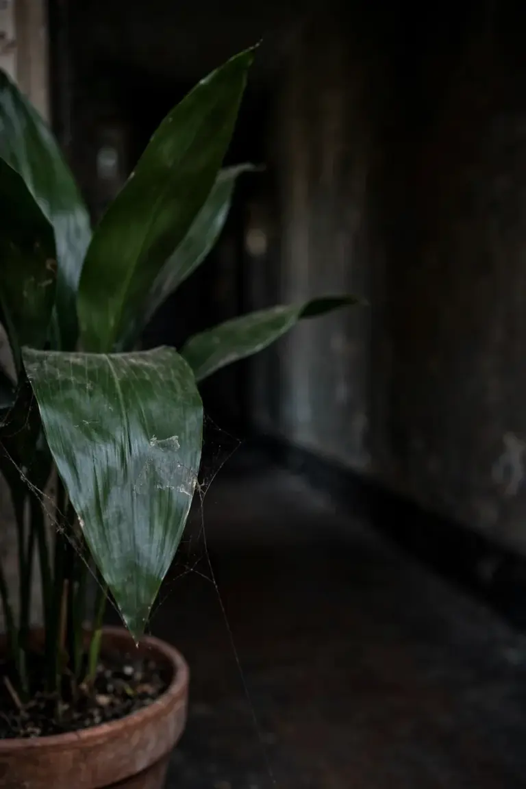 Cast iron plant with broad dark leaves surviving in a dark hallway corner