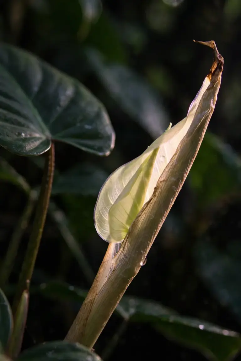 New philodendron leaf emerging from its papery cataphyll sheath